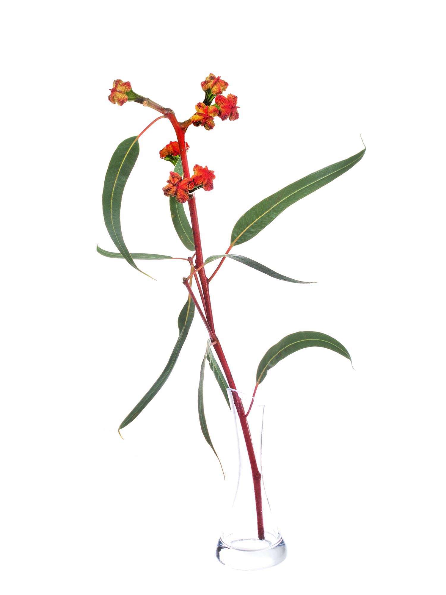 blumigo-eukalyptus-fruchtst-nde-kardinale-bund-orange-gr-n image 3