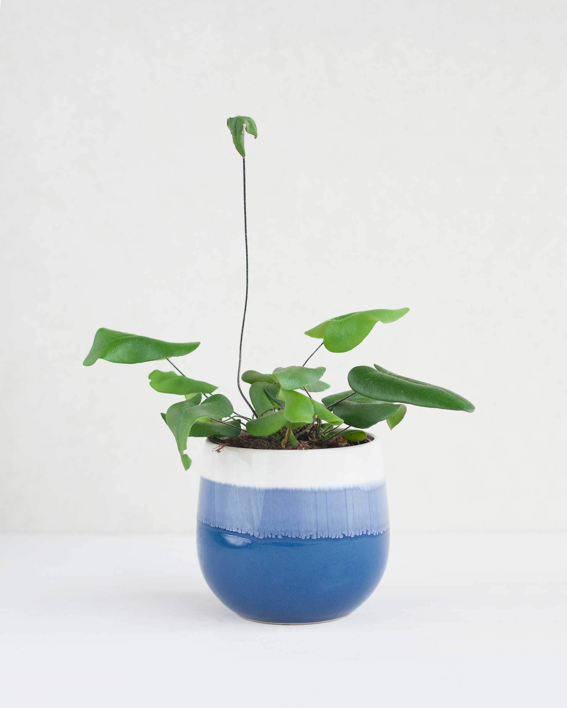 plnts-rareplnts-hemionitis-arifolia-herzfarn-12cm-topf image 2