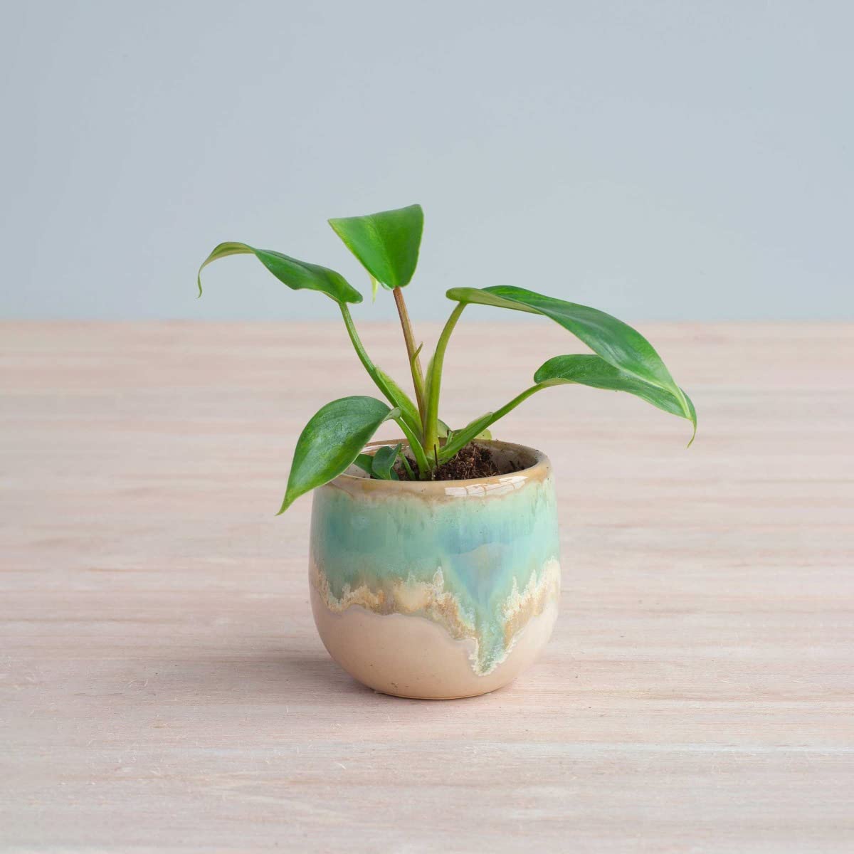 plnts-baby-philodendron-florida-beauty-zimmerpflanze-25cm image 7