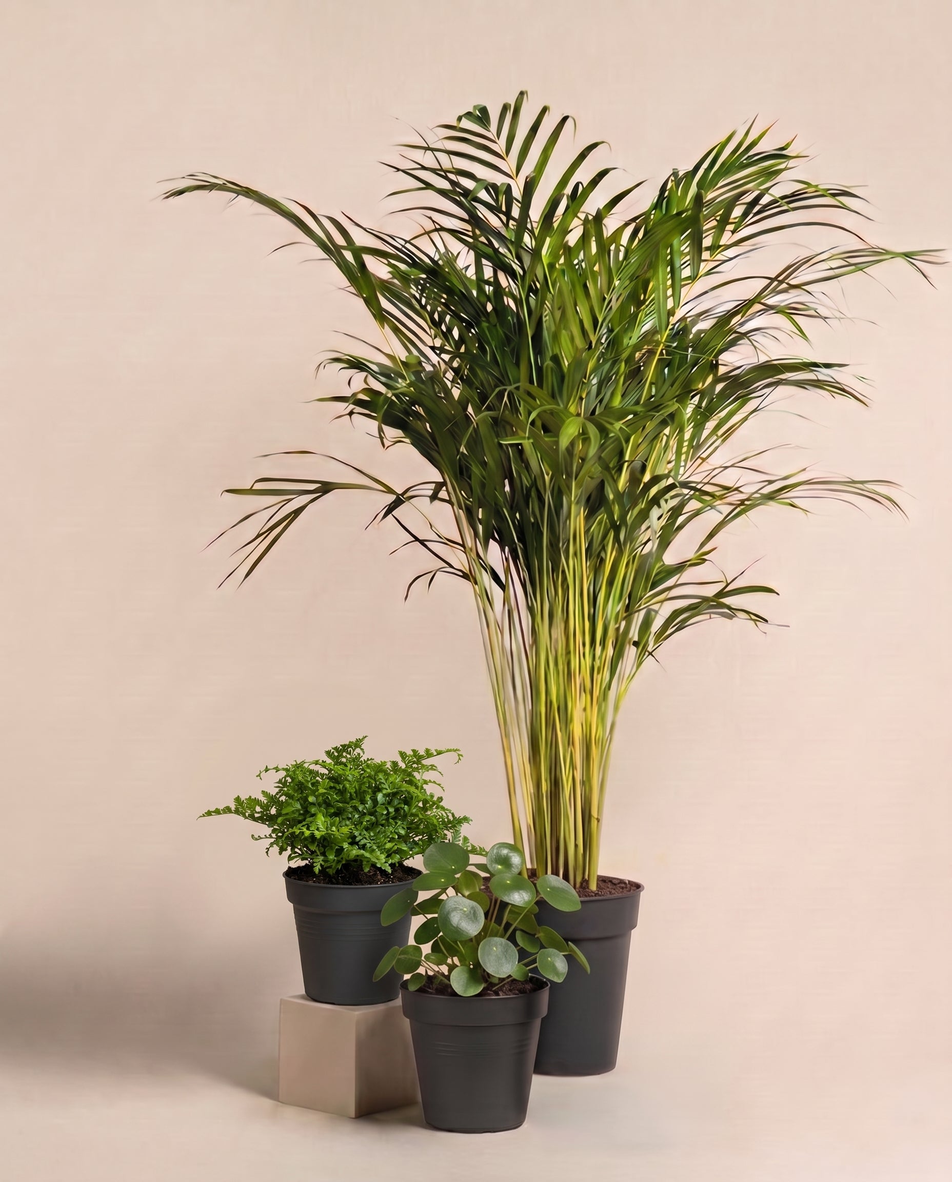 feey-variado-tierfreundliches-pflanzen-set-ohne-bertopf-gro image 3