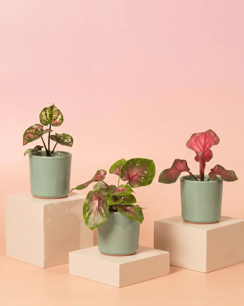 feey-variado-baby-caladium-buntblatt-3er-set-gemischt image 7