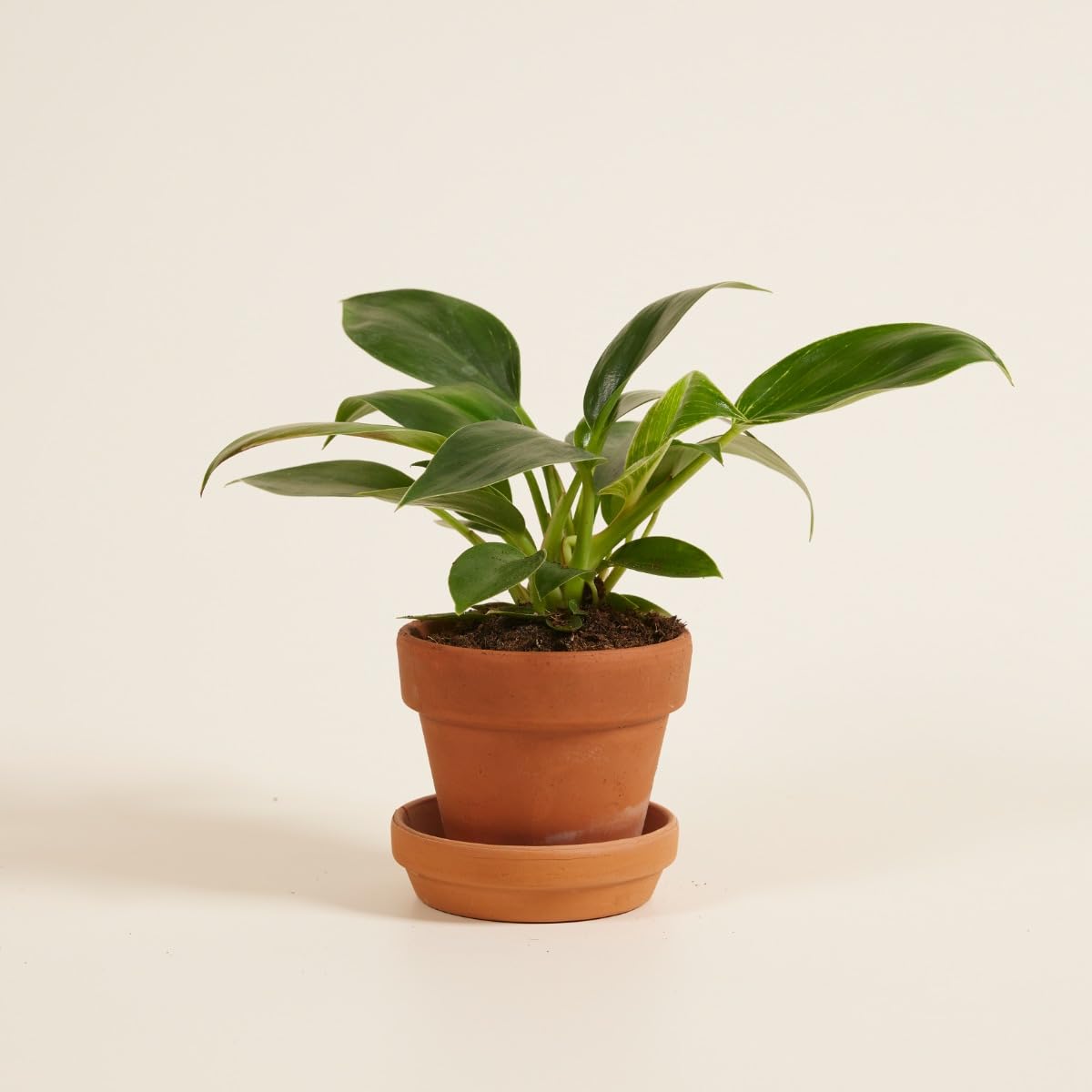 plnts-babyplnts-philodendron-birkin-zimmerpflanze-6cm-topf image 6