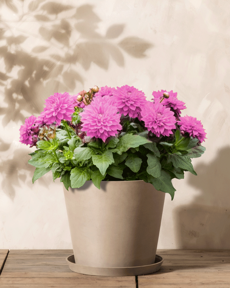 feey-amsterdam-dahlien-pink-3-stk-knollen-zum-eingraben image 4