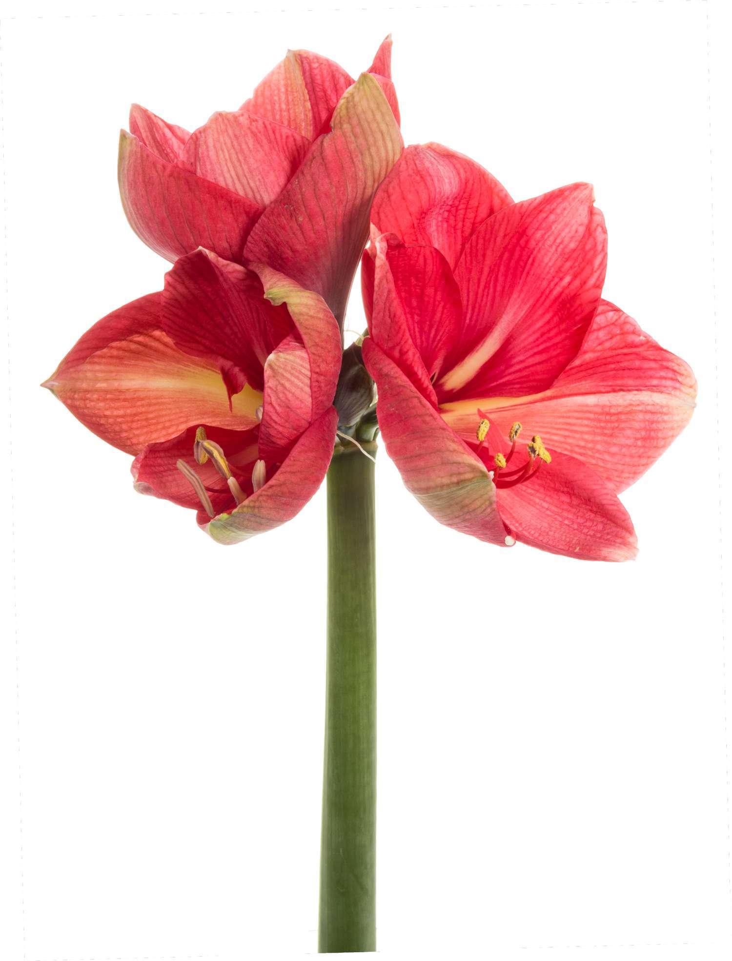 blumigo-amaryllis-hercules-schnittblume-pink-knospig image 6