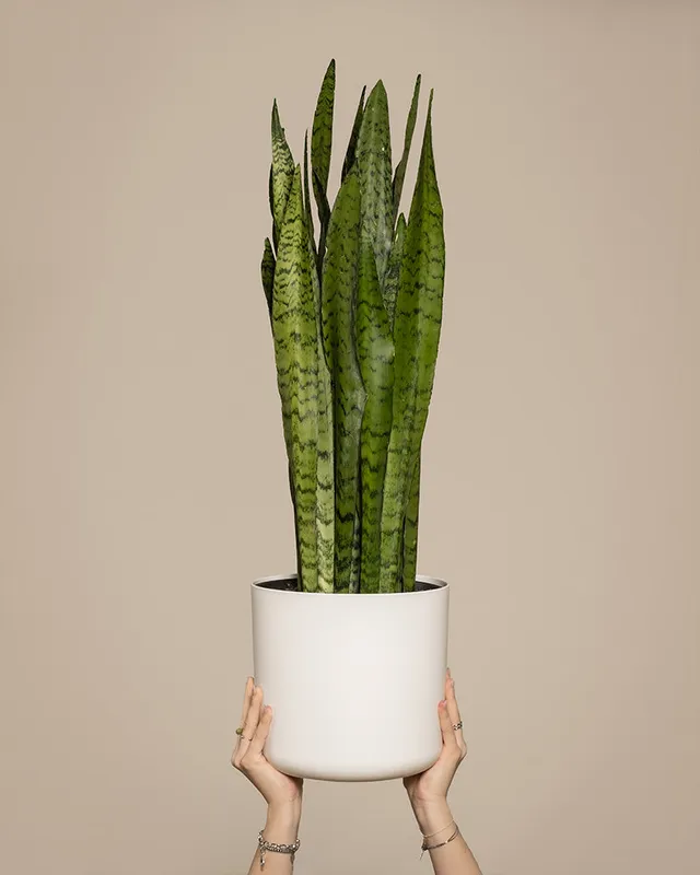 feey-variado-sansevieria-zeylanica-zimmerpflanze-gro-gr-n image 1