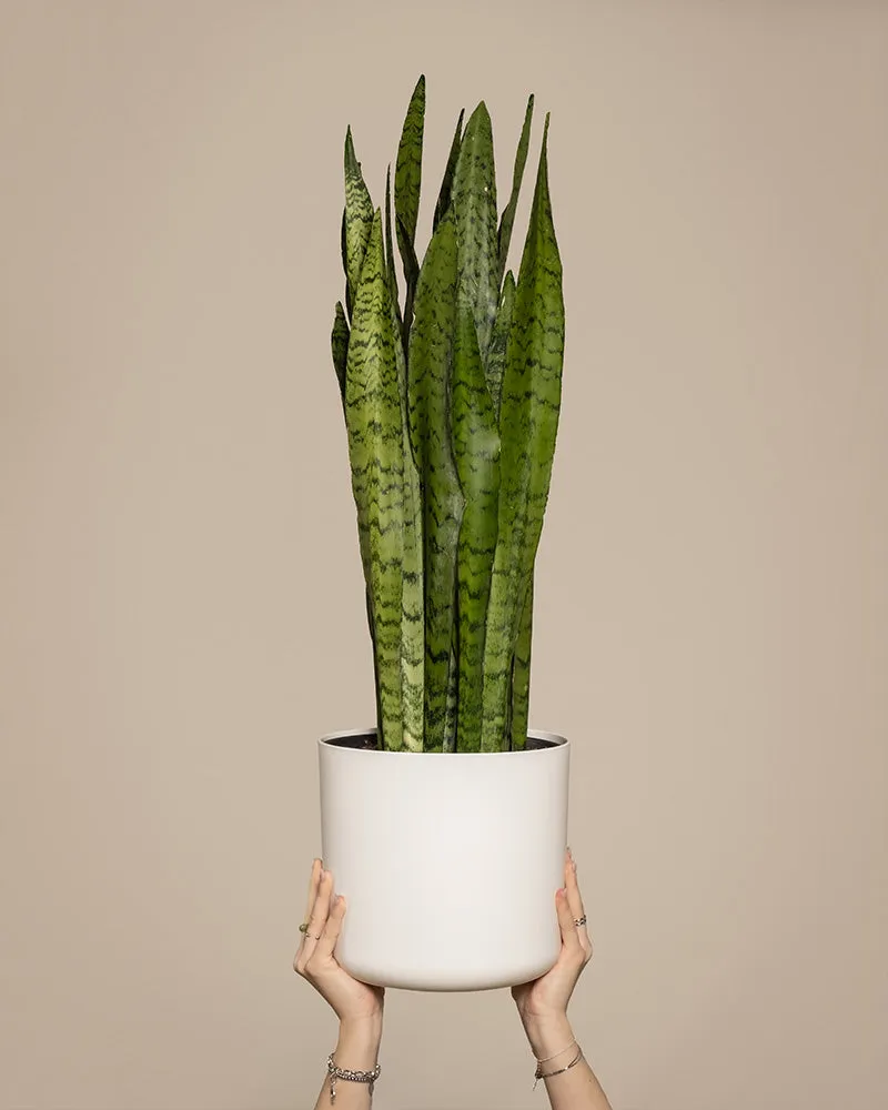 feey-variado-sansevieria-zeylanica-zimmerpflanze-gro-gr-n image 1