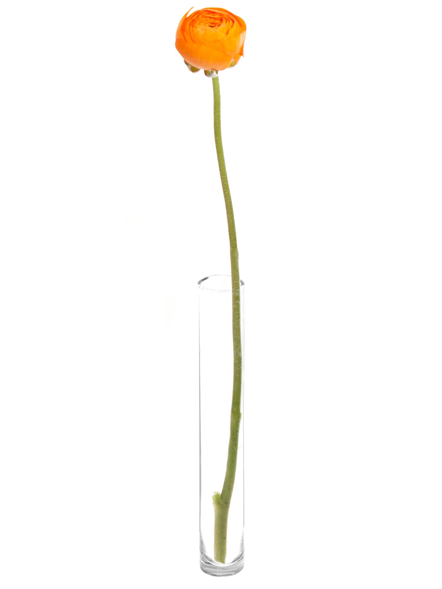 blumigo-ranunkeln-xl-cloni-lambada-orange-schnittblumen-1-stiel image 3