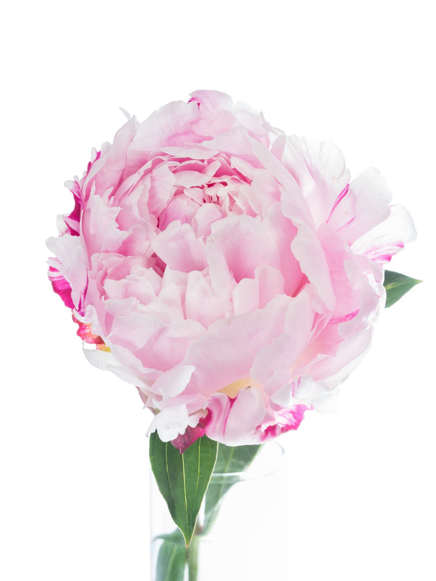 blumigo-pfingstrosen-sarah-bernhardt-schnittblume-rosa image 7