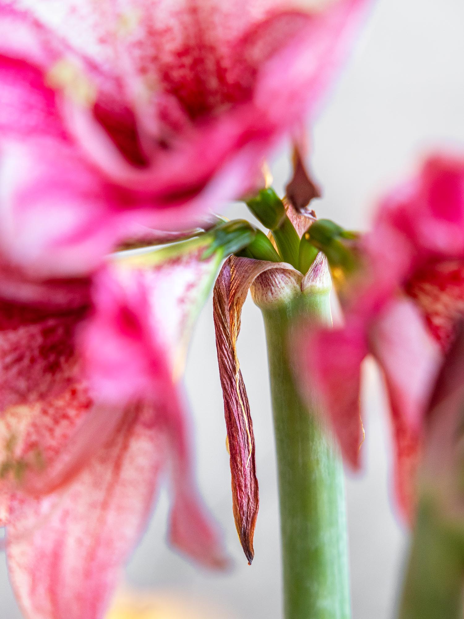 blumigo-amaryllis-revelation-schnittblume-pink-wei image 4