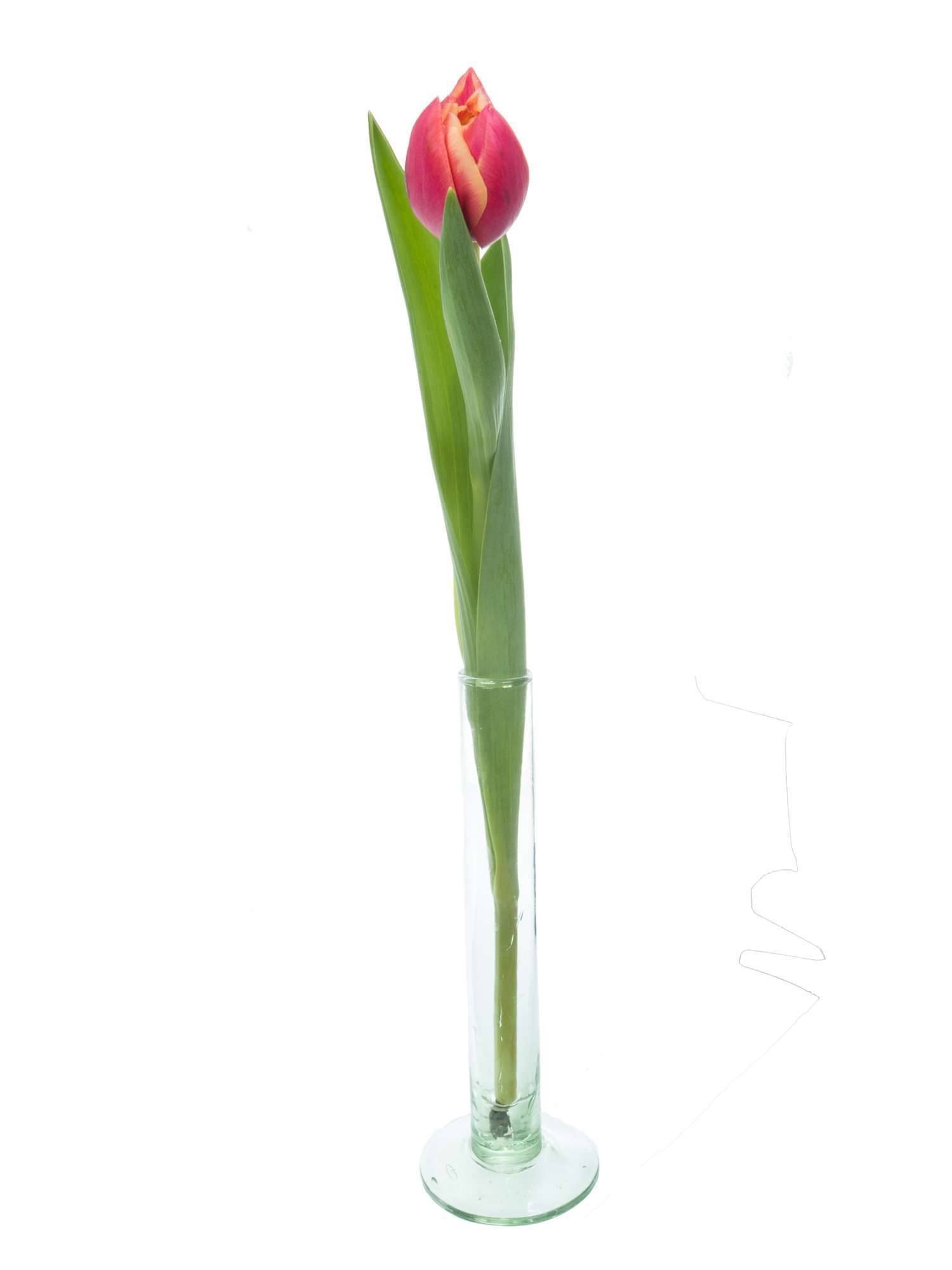 blumigo-tulpen-columbus-gef-llte-schnittblumen-pink-creme image 3
