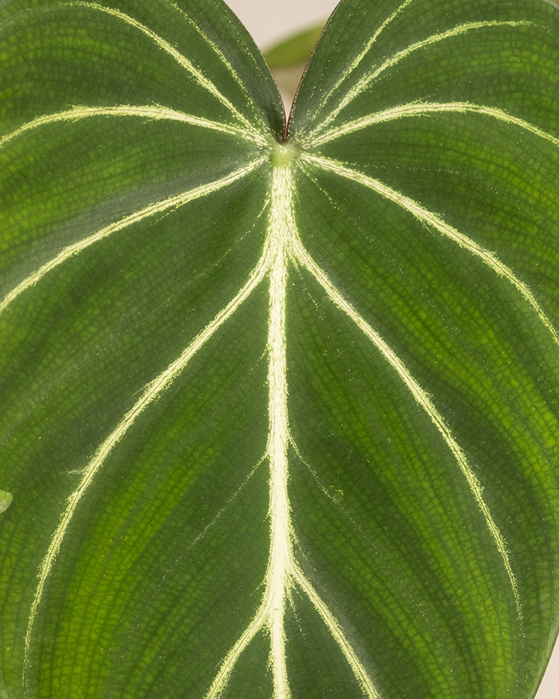 feey-variado-philodendron-gloriosum-ohne-bertopf-viel-licht image 2