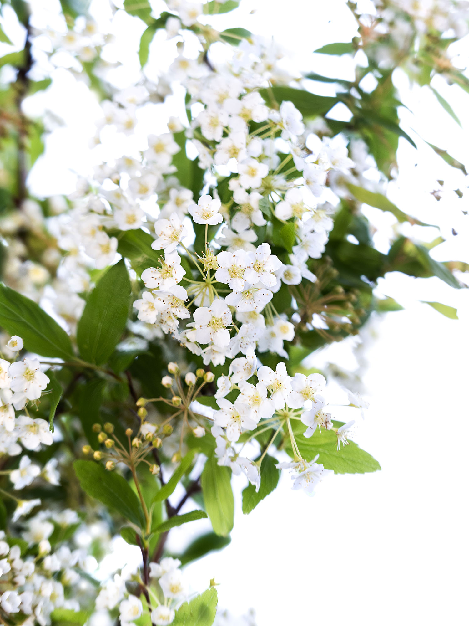 blumigo-blattwerk-spirea-spierstrauch-bindegr-n-wei image 1