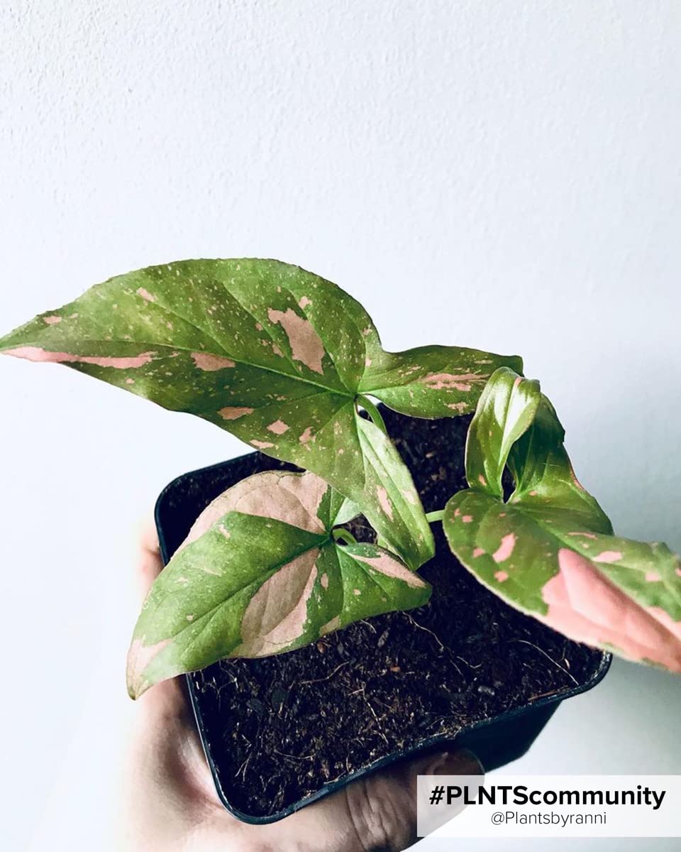 plnts-babyplnts-syngonium-pink-splash-zimmerpflanze-15-cm-rosa image 8