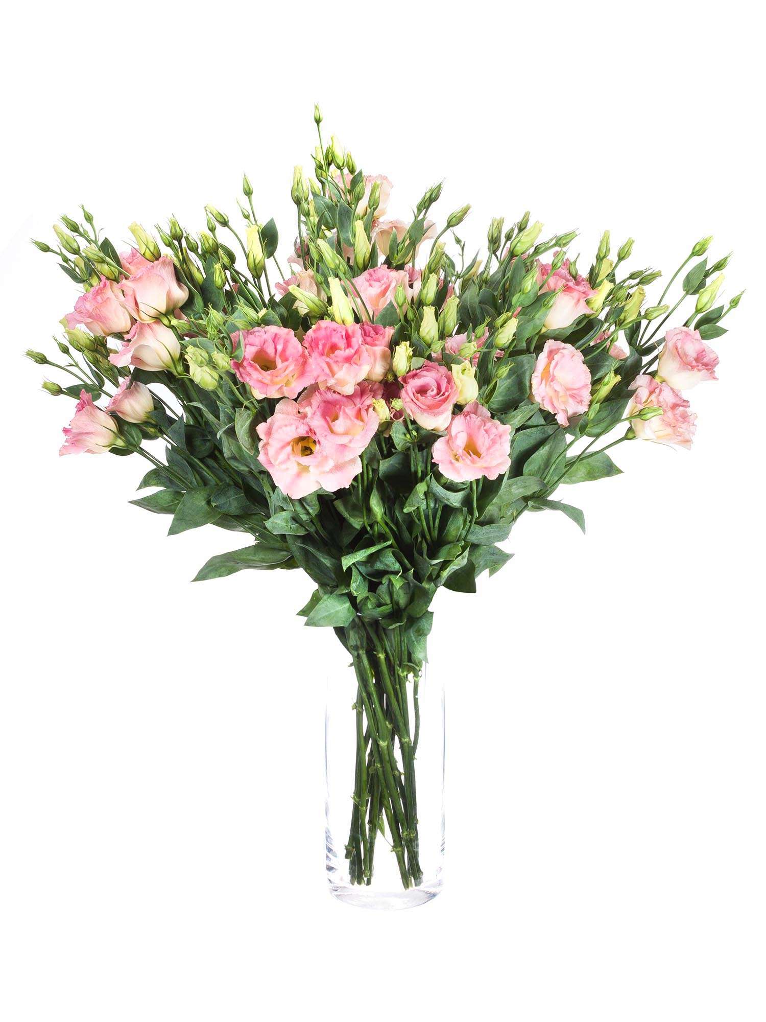 blumigo-lisianthus-arena-champagne-schnittblume-rosa-apricot image 2