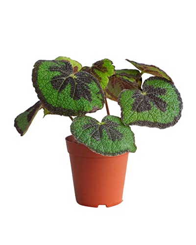 plnts-rareplnts-begonia-masoniana-zimmerpflanze-20-cm-eisenkreuz image 8