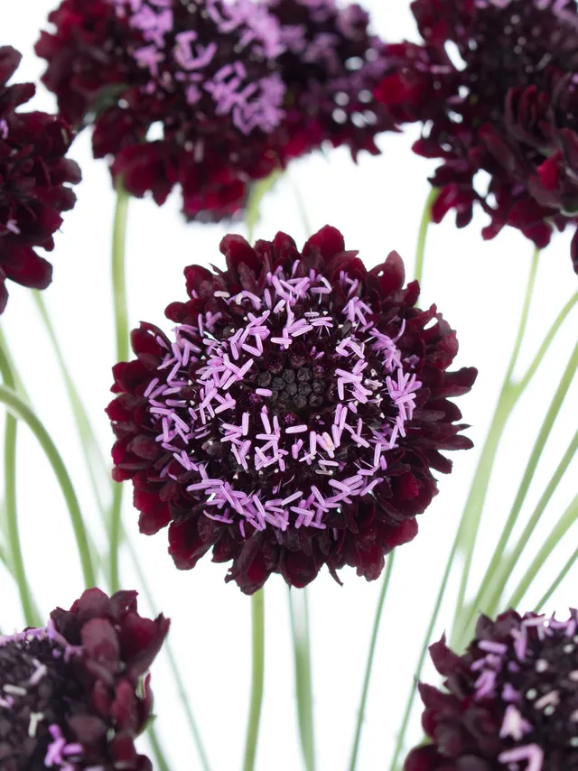 blumigo-skabiosen-schnittblume-dunkelviolett-bindegr-n image 1