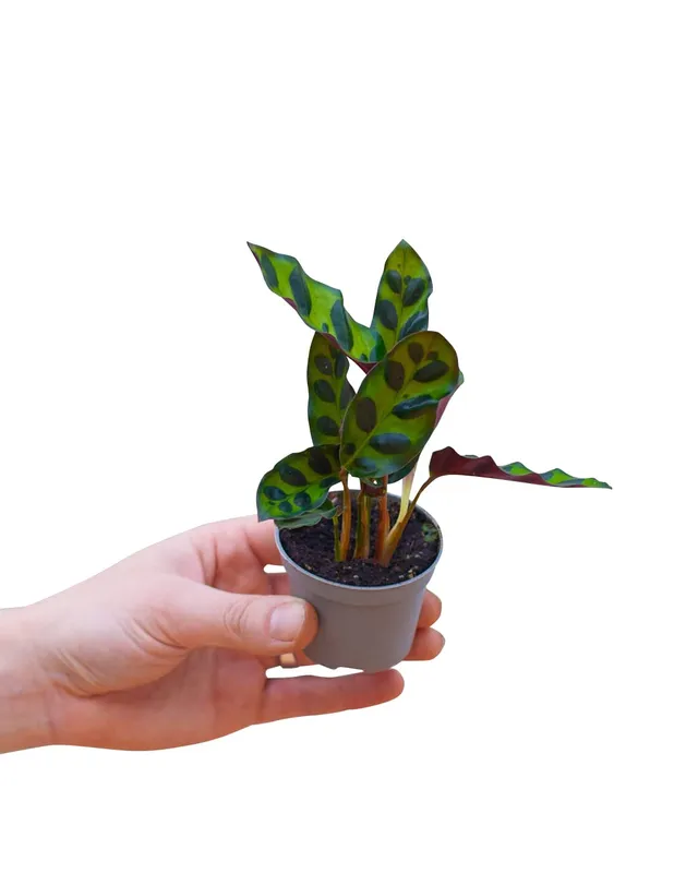 plnts-babyplnts-calathea-lancifolia-zimmerpflanze-15cm image 1