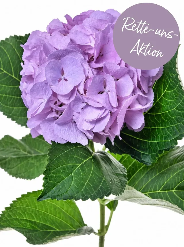 blumigo-hortensien-magical-elbtal-schnittblume-hellviolett image 1