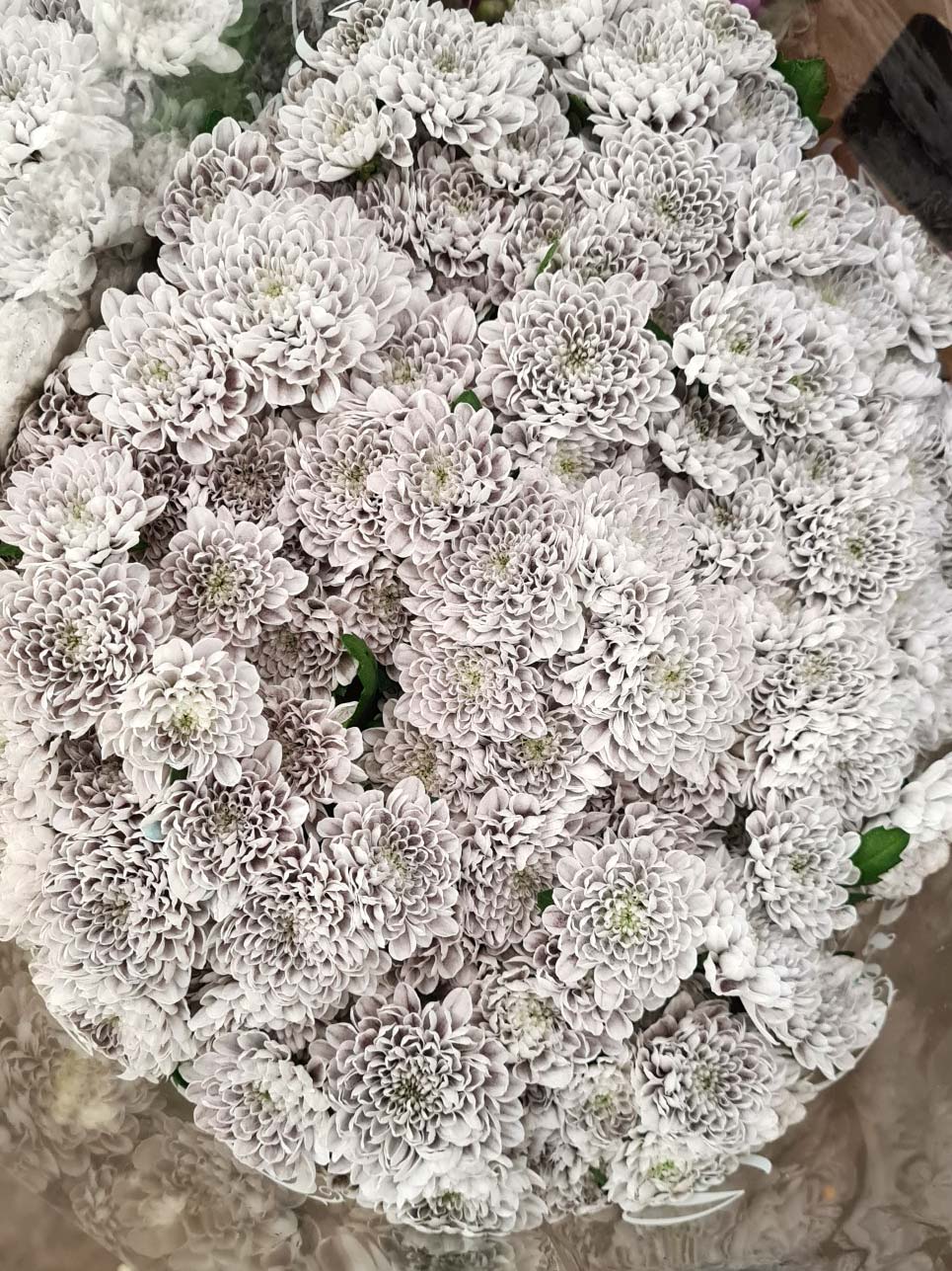 blumigo-santinis-painted-dusty-grey-grau-schnittblumen image 1
