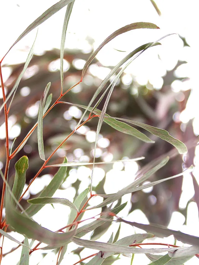 blumigo-eukalyptus-nicoli-rot-gef-rbt-bindegr-n image 1