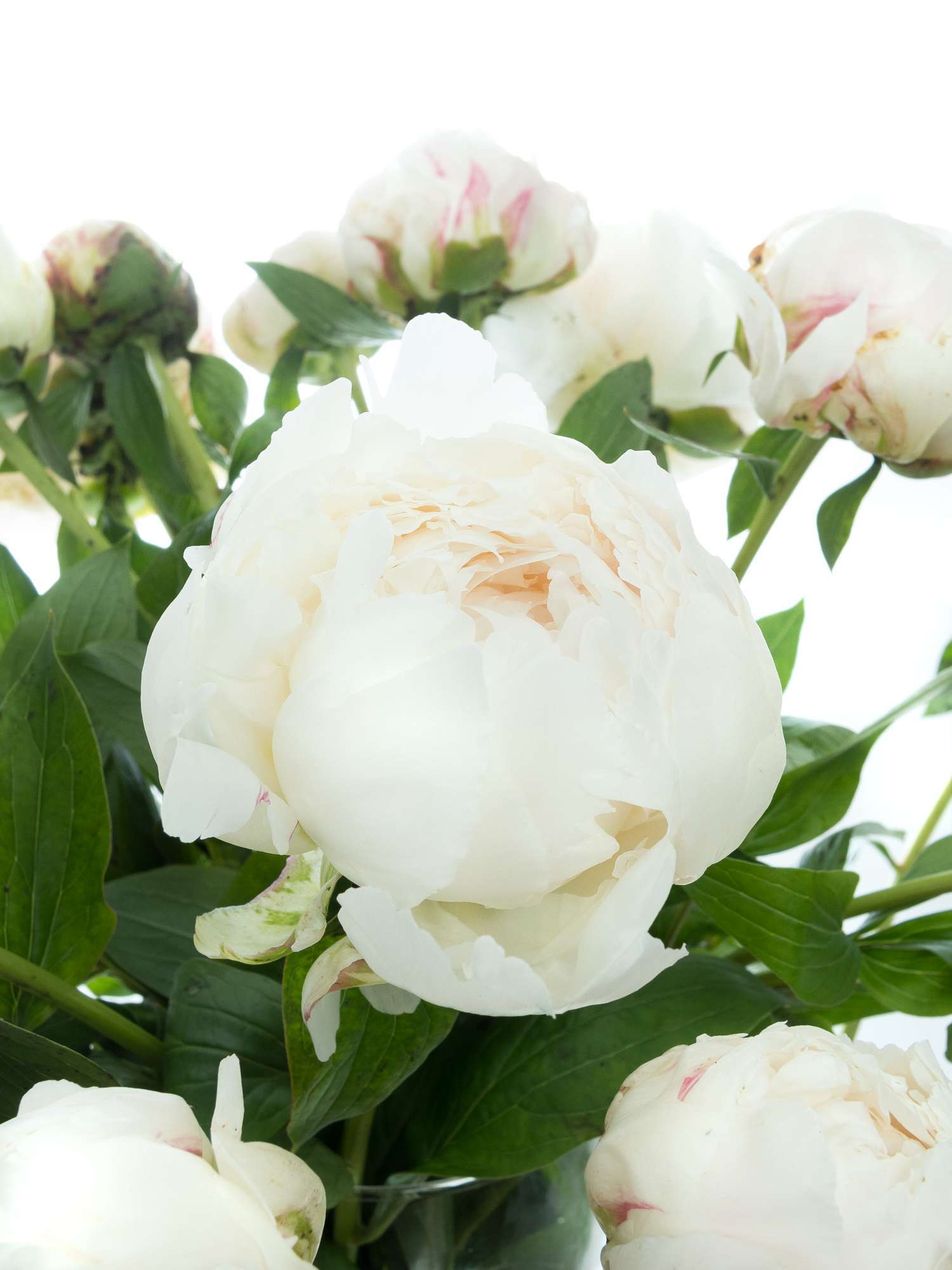 blumigo-pfingstrosen-bowl-of-cream-schnittblumen-creme-wei image 5