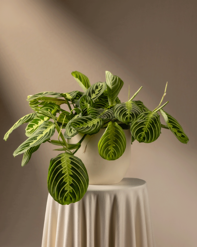feey-variado-maranta-lemon-lime-zimmerpflanze-ohne-bertopf image 6