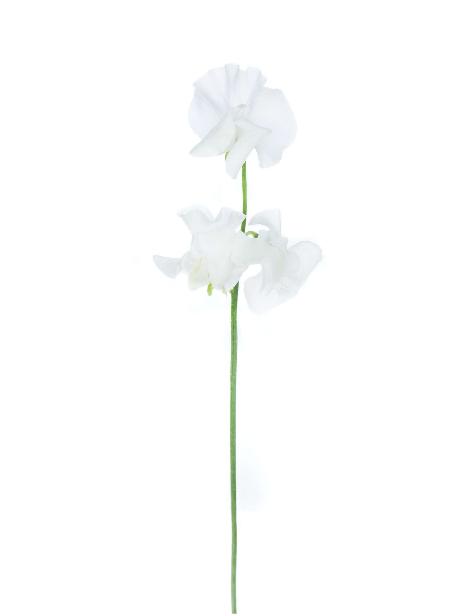 blumigo-wicken-sunshine-white-wei-e-schnittblume image 5