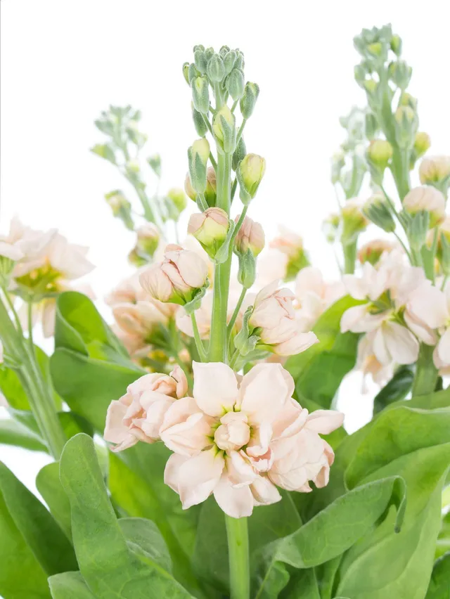 blumigo-aida-apricote-levkoje-creme-apricot-stiel image 1
