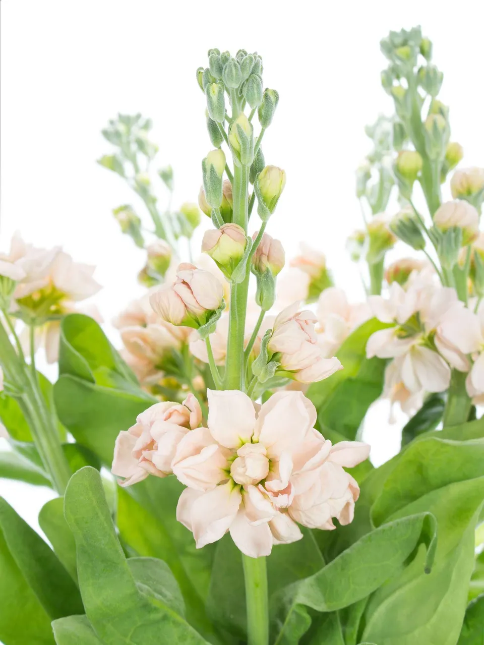 blumigo-aida-apricote-levkoje-creme-apricot-stiel image 1