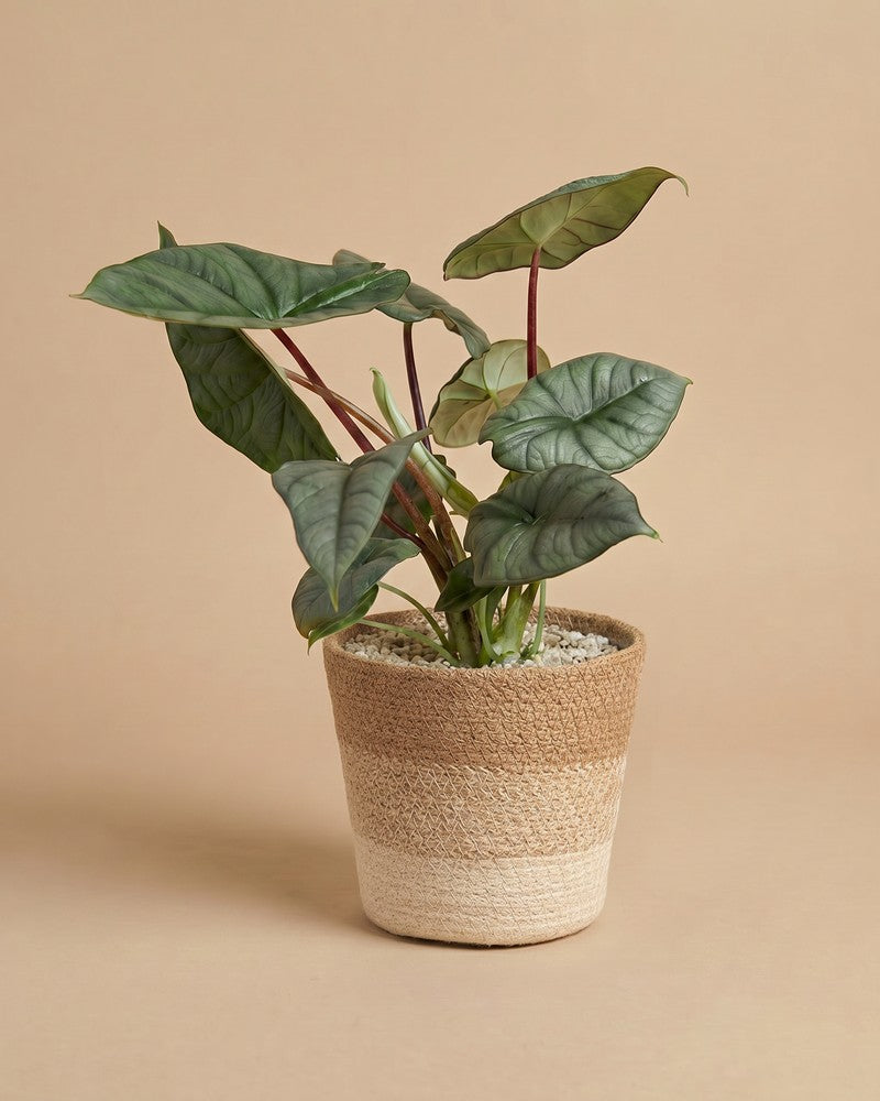 feey-variado-alocasia-silver-nebula-elefantenohr-ohne-bertopf-rar image 8
