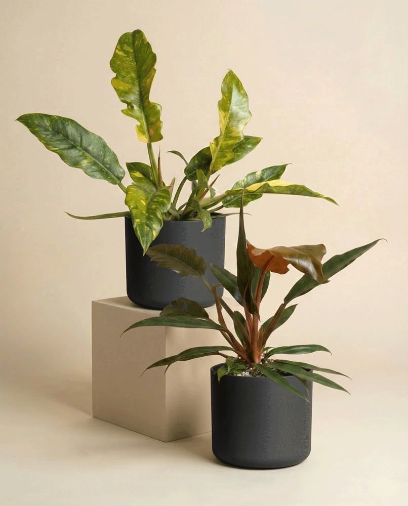 feey-variado-philodendron-duo-pluto-ring-of-fire image 4