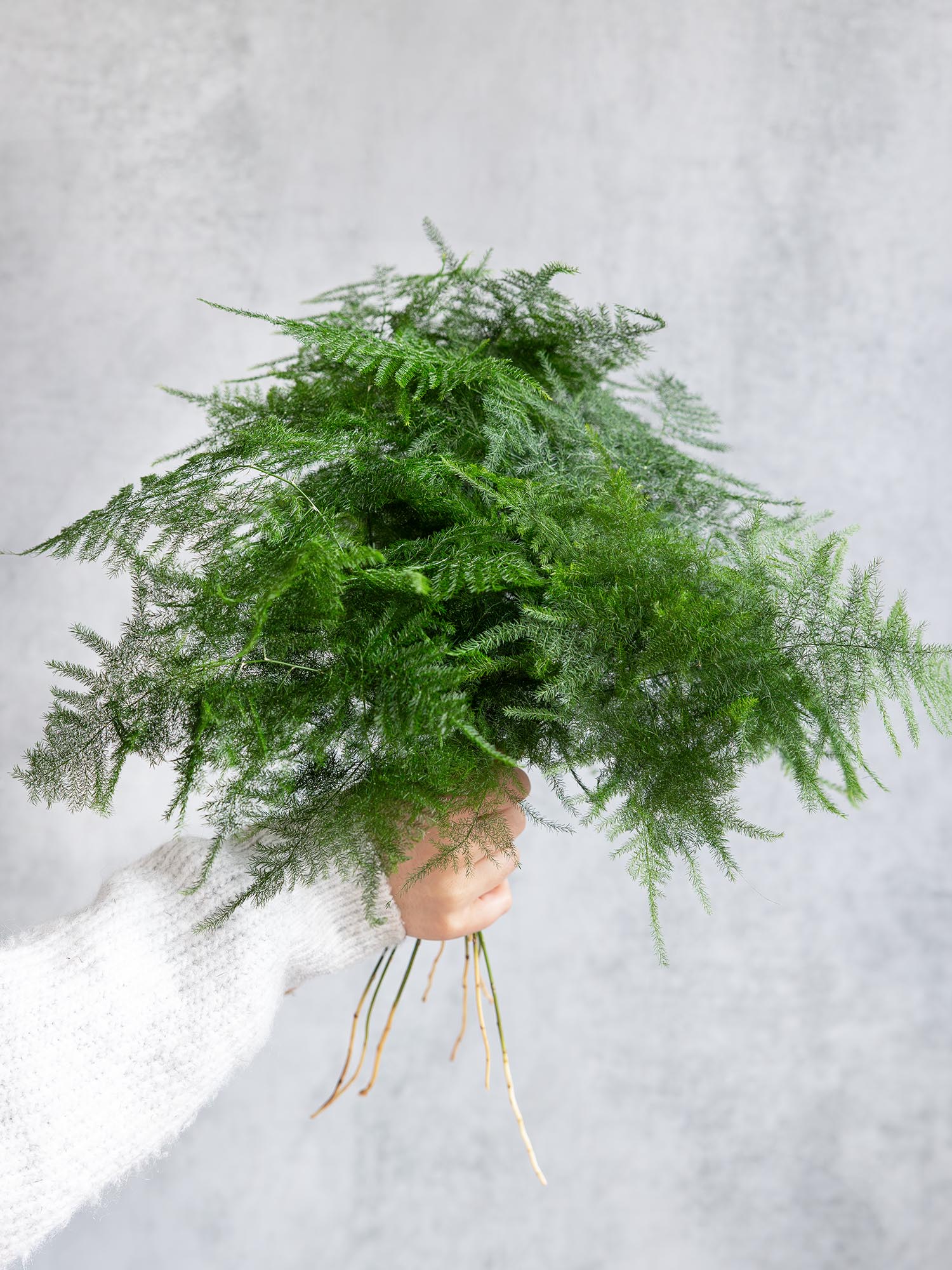 blumigo-setaceus-asparagus-schnittgr-n-gr-n image 1