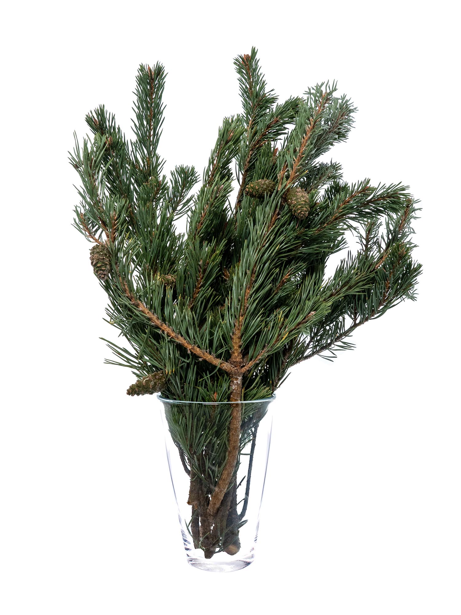 blumigo-winterliches-gr-n-pinus-mugo-kiefer-frisch image 3