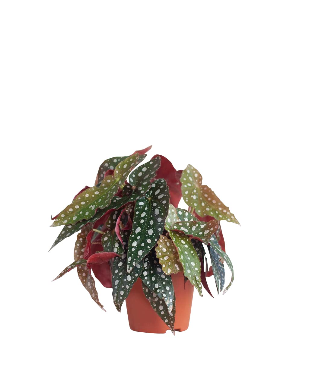 plnts-begonia-maculata-zimmerpflanze-20-cm-12-cm-topf image 1