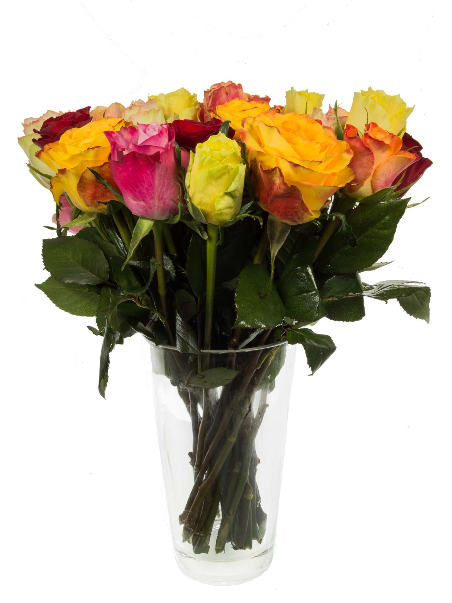 blumigo-rosen-premium-mischung-bunte-rosen image 3