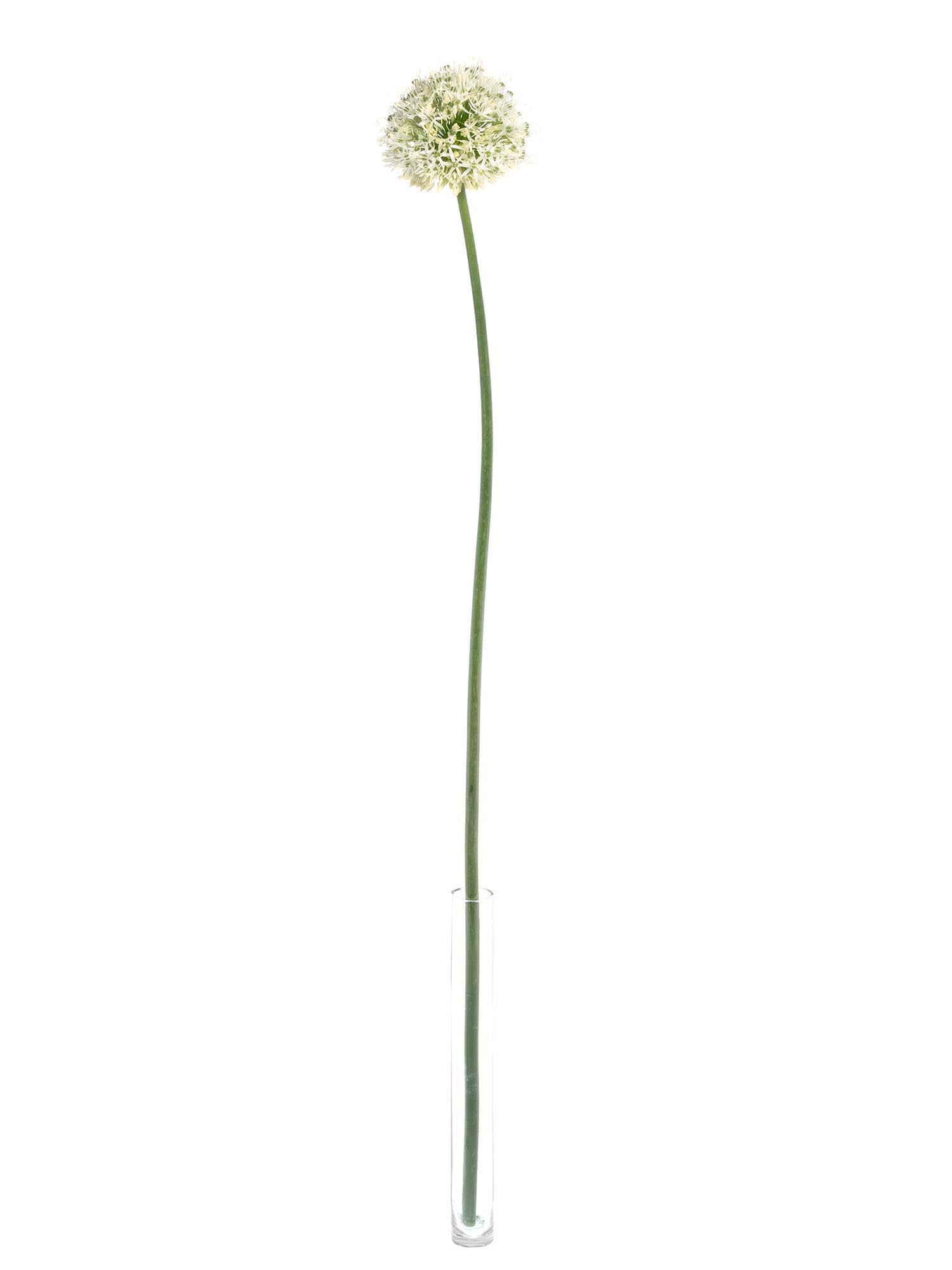 blumigo-allium-mount-everest-wei-blumenzwiebel image 3