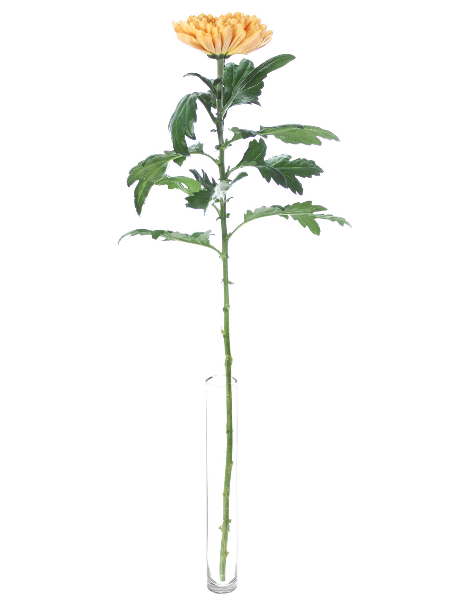 blumigo-chrysanthemen-aljonka-salmon-schnittblume-apricot image 3