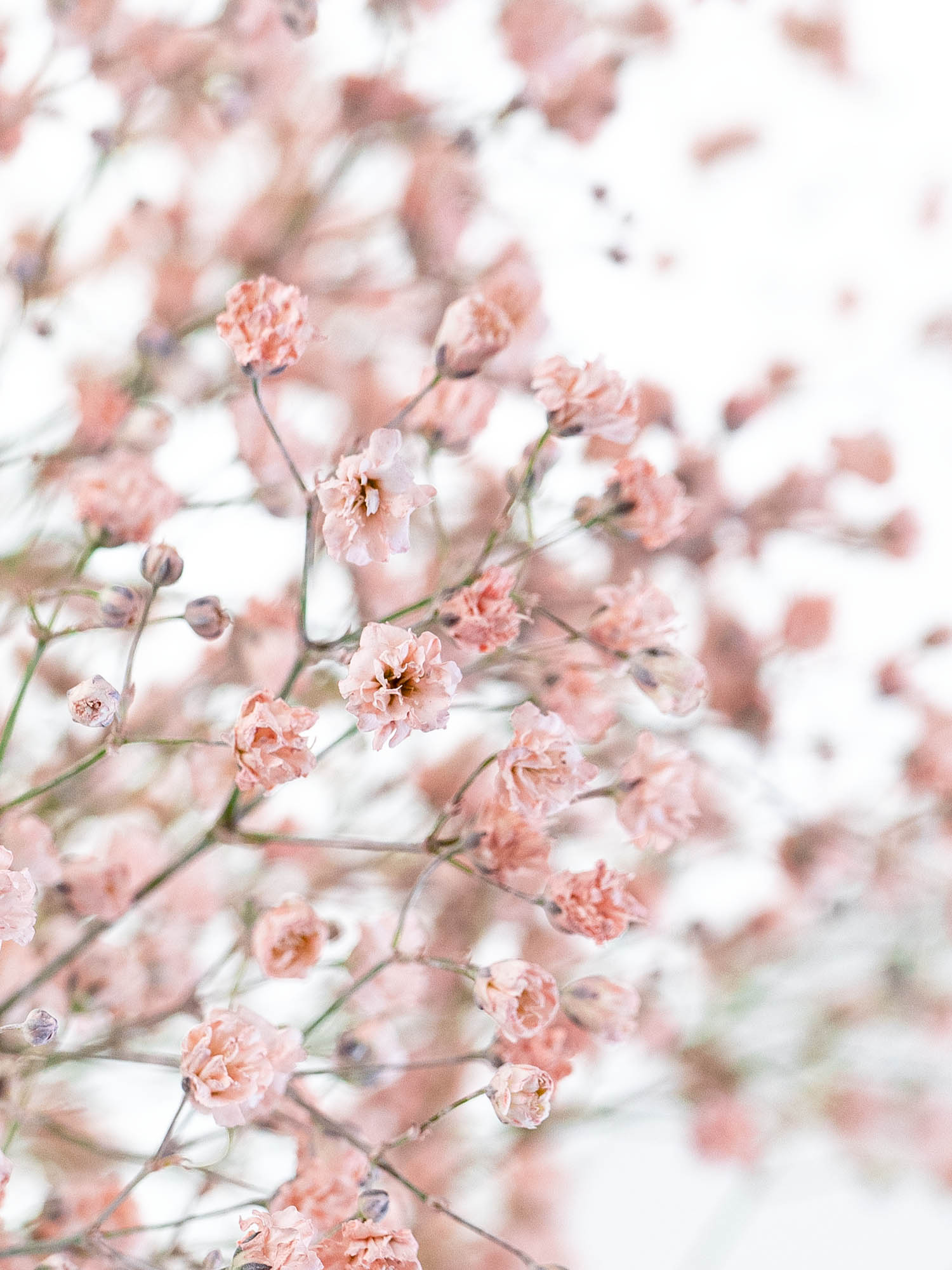 blumigo-schleierkraut-painted-schnittblume-creme-apricot image 1