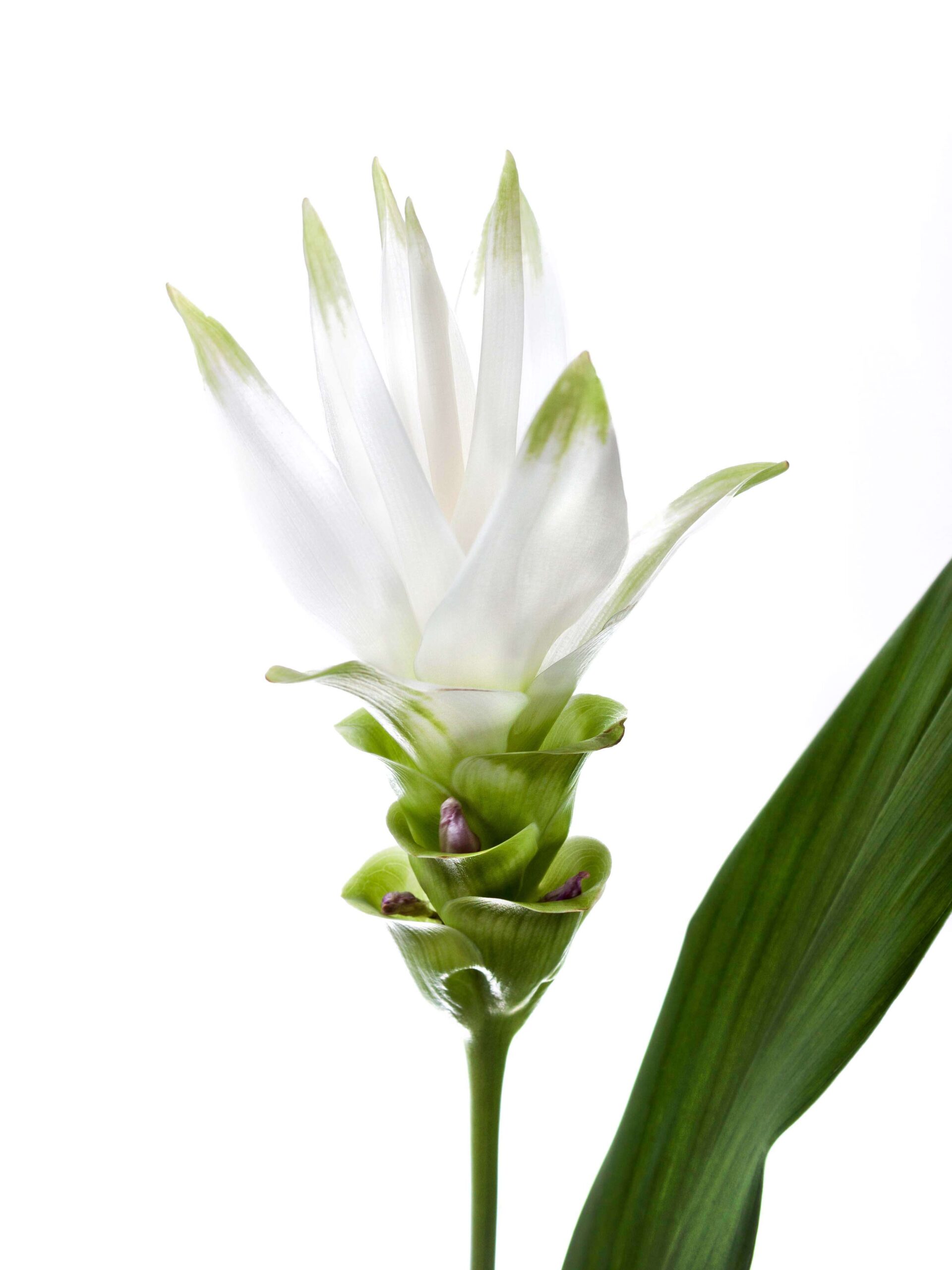 blumigo-blattwerk-kurkuma-siam-shine-schnittblume-wei image 4