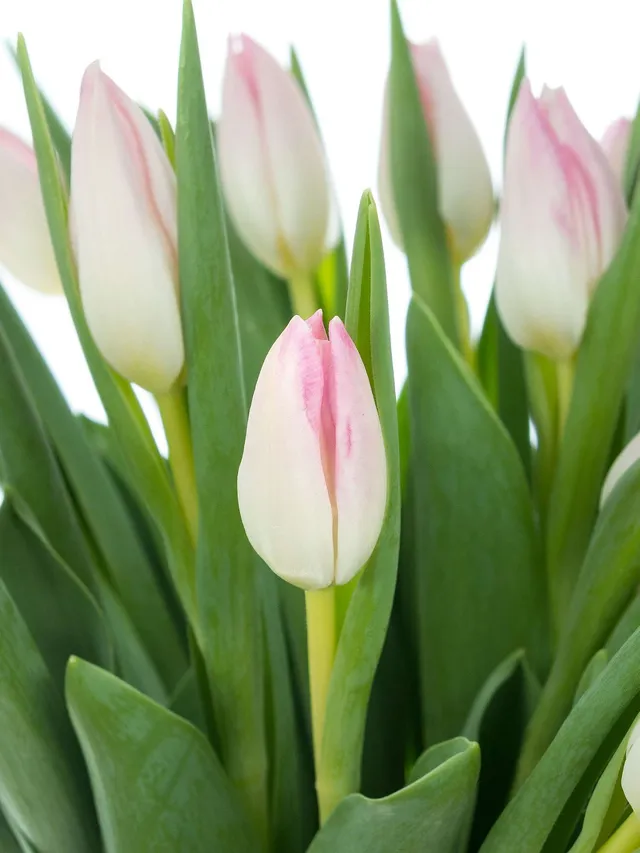 blumigo-first-class-tulpen-schnittblumen-rosa-frisch-knospig image 1
