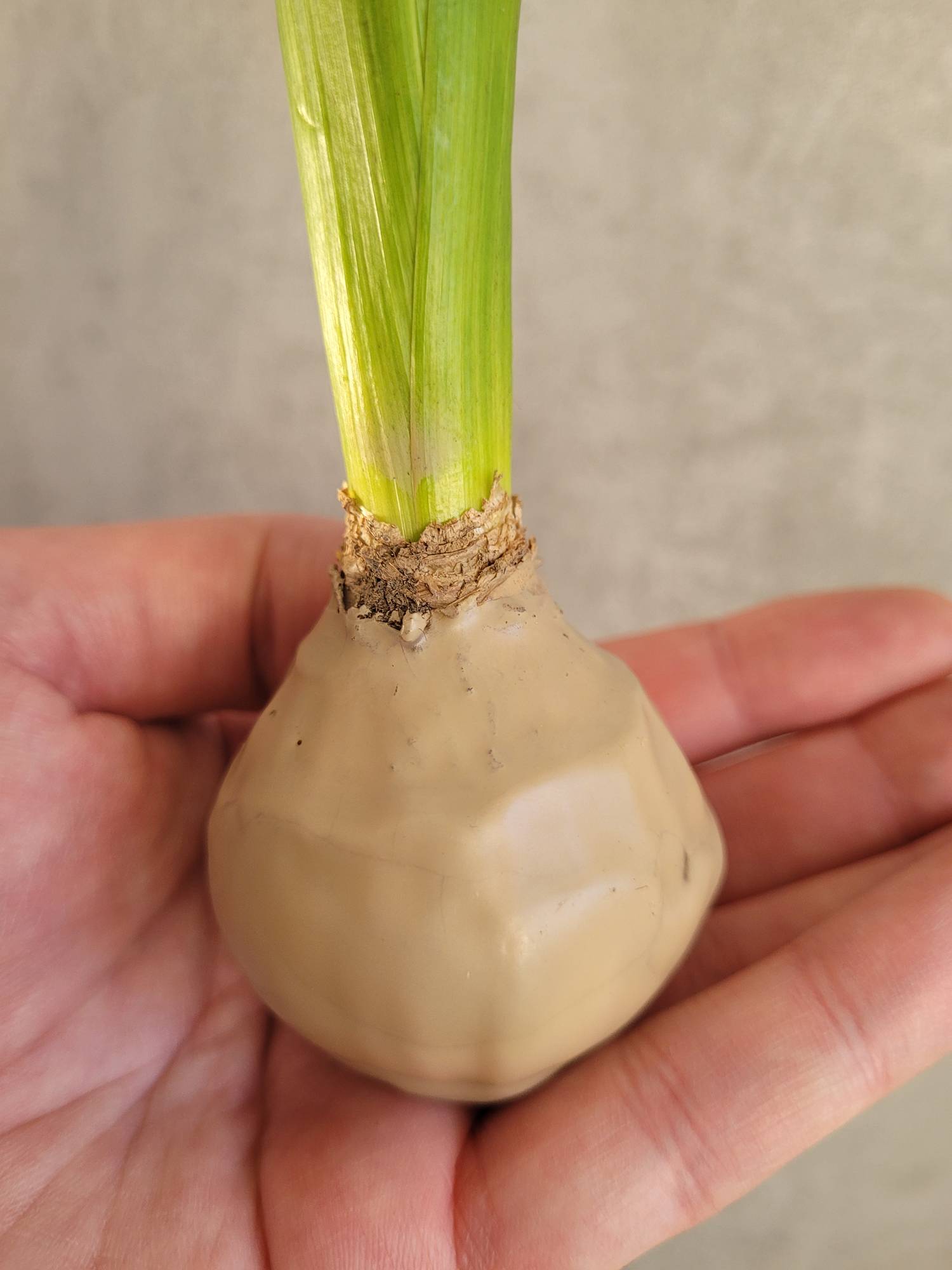 blumigo-gewachste-hyazinthenknollen-wachsknollen-sand image 3