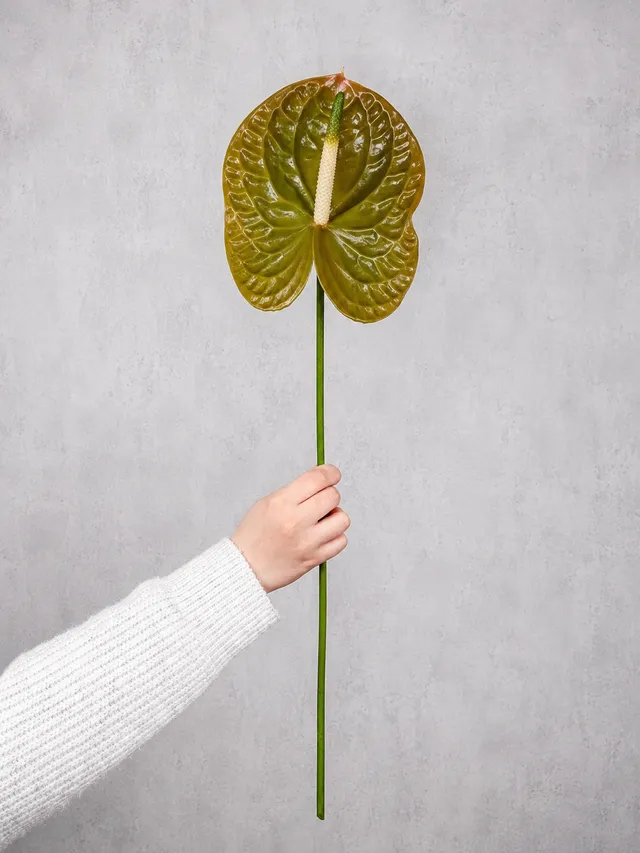 blumigo-blattwerk-olivius-anthurie-olive-gr-n image 1