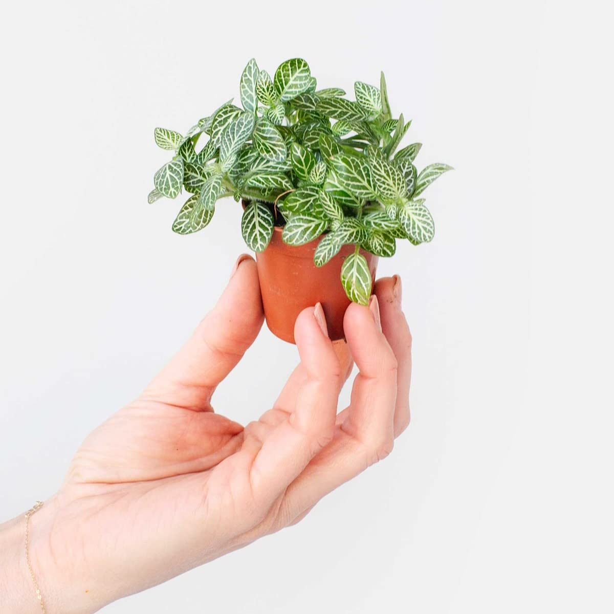 plnts-babyplnts-fittonia-verschaffeltii-10cm-silbernetz image 8