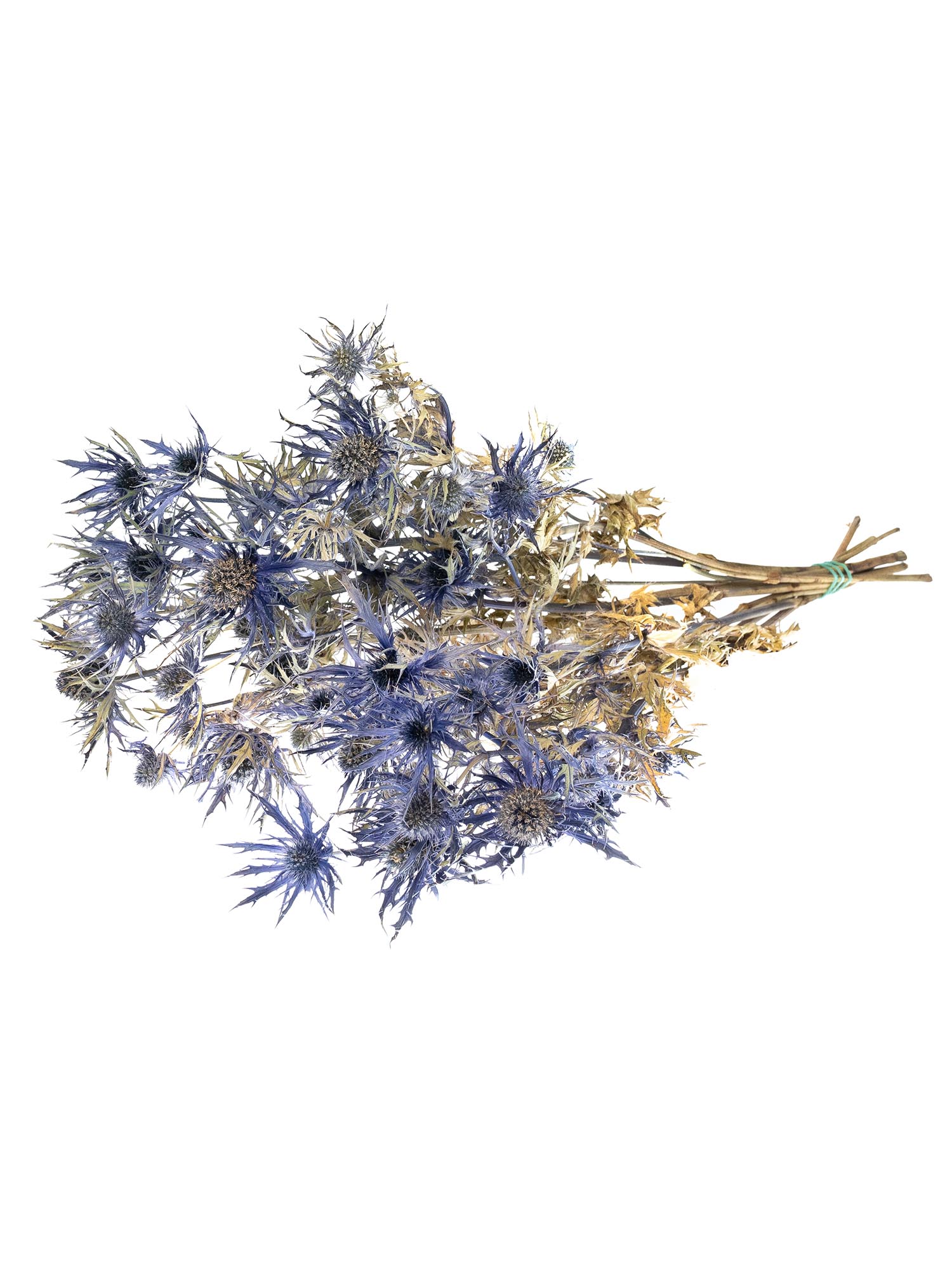 blumigo-trockenblumen-disteln-orion-qstar-blau-getrocknet image 2