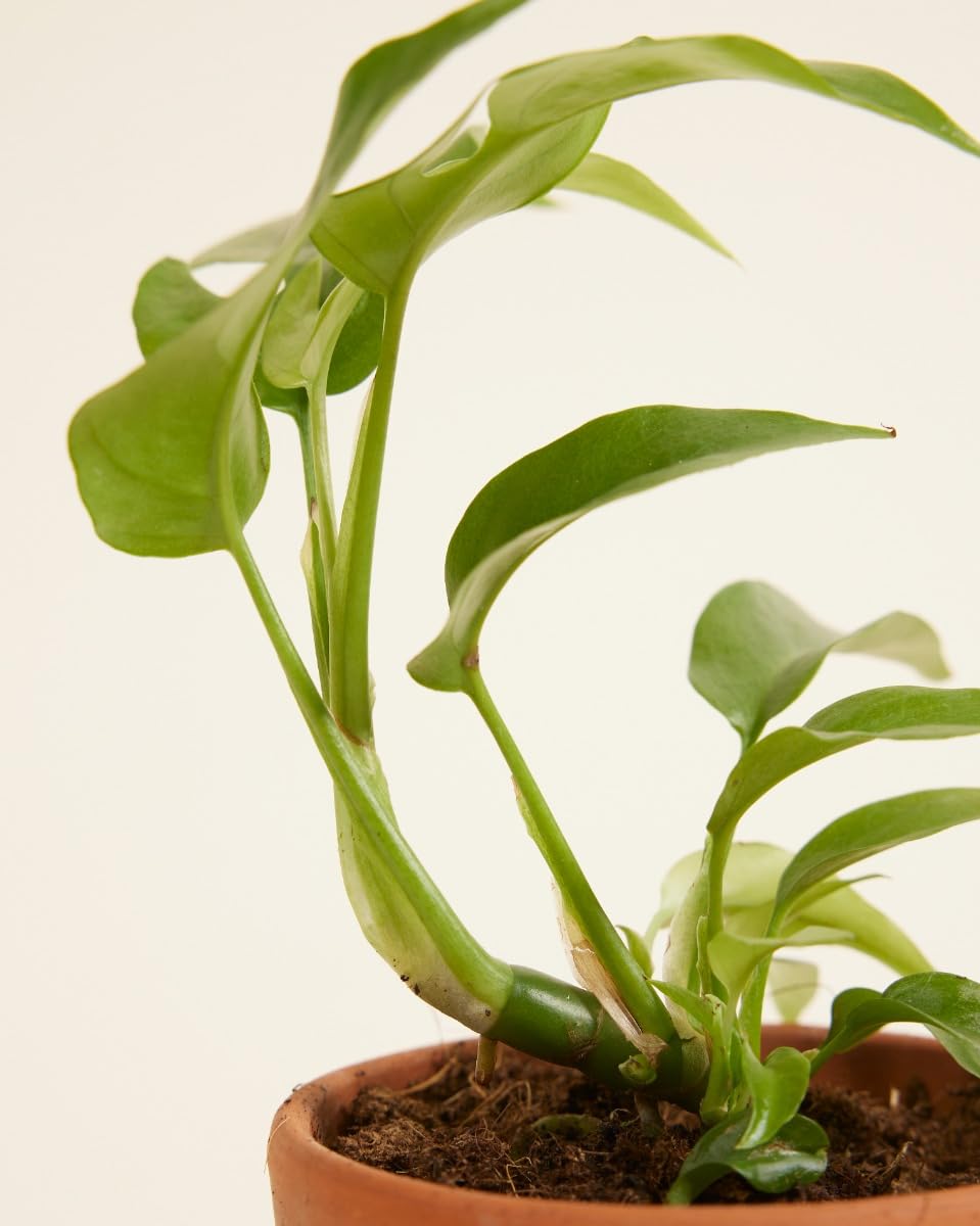plnts-babyplnts-rhaphidophora-tetrasperma-15cm image 4