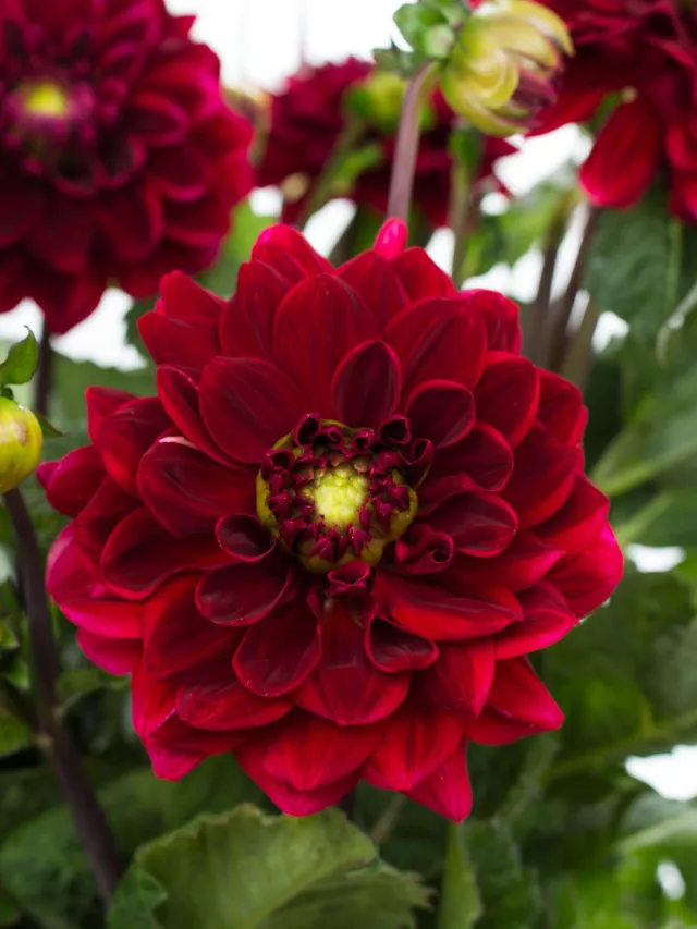blumigo-dahlien-red-runner-schnittblumen-dunkelrot image 1