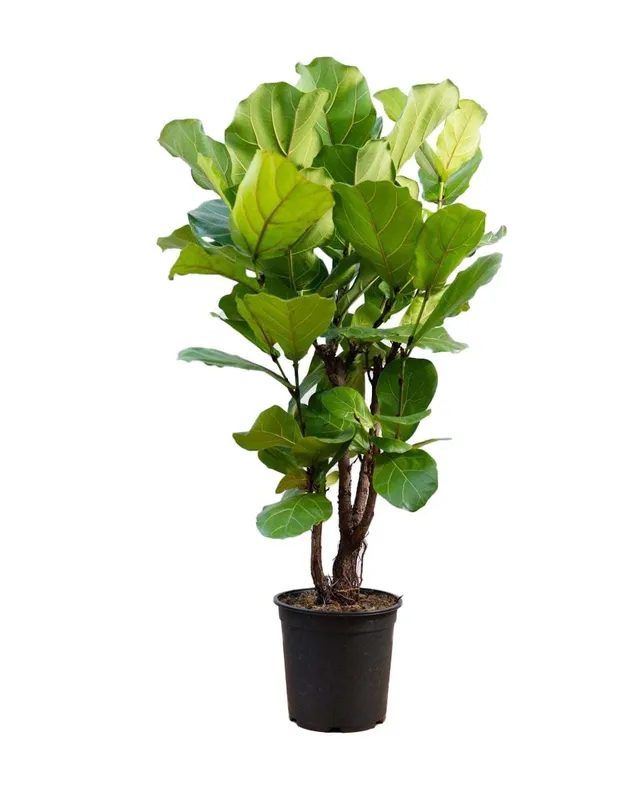 plnts-rareplnts-ficus-lyrata-branched-zimmerbaum-100-cm image 1