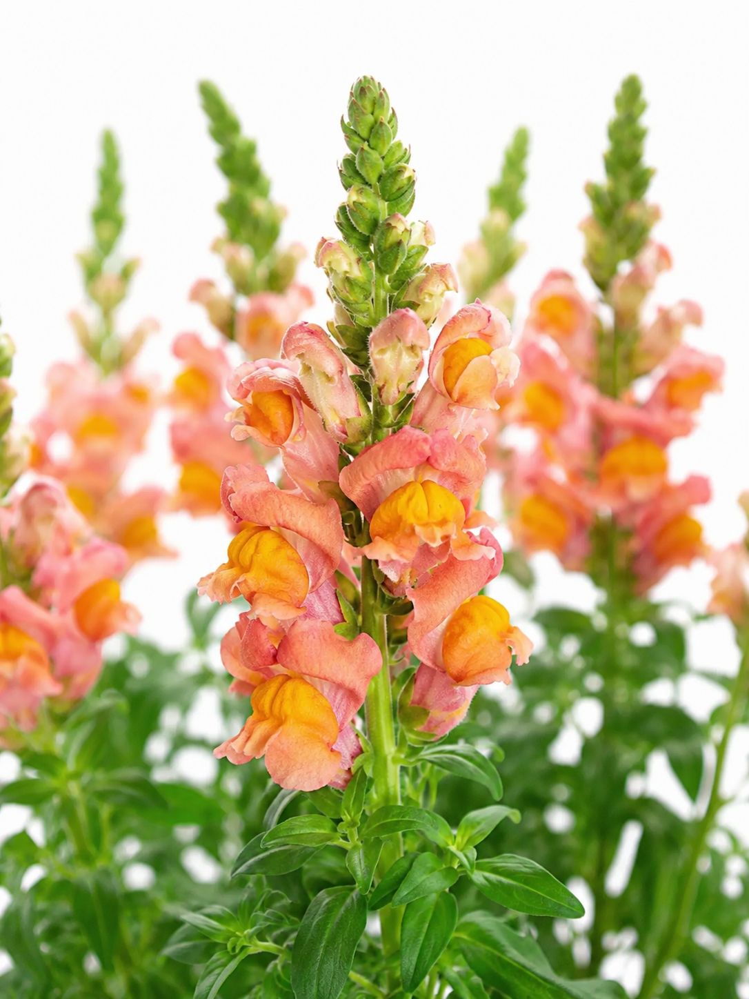 blumigo-l-wenm-ulchen-antibes-orange-schnittblume-orange image 1