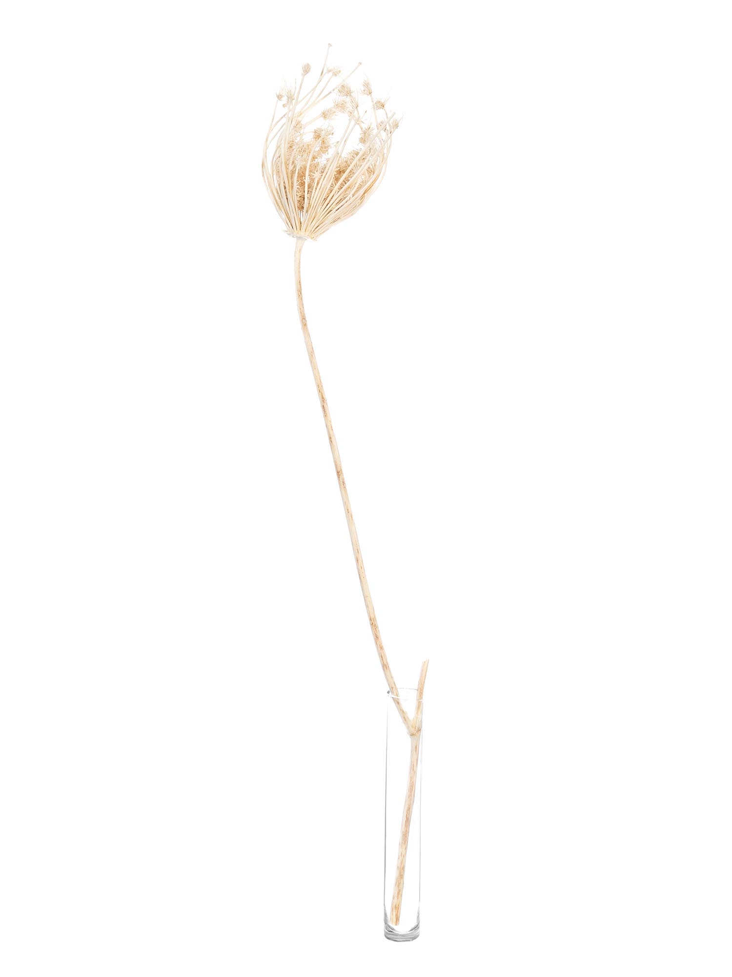 blumigo-dill-saatkapseln-wei-creme-trockenblumen-gebleicht image 3
