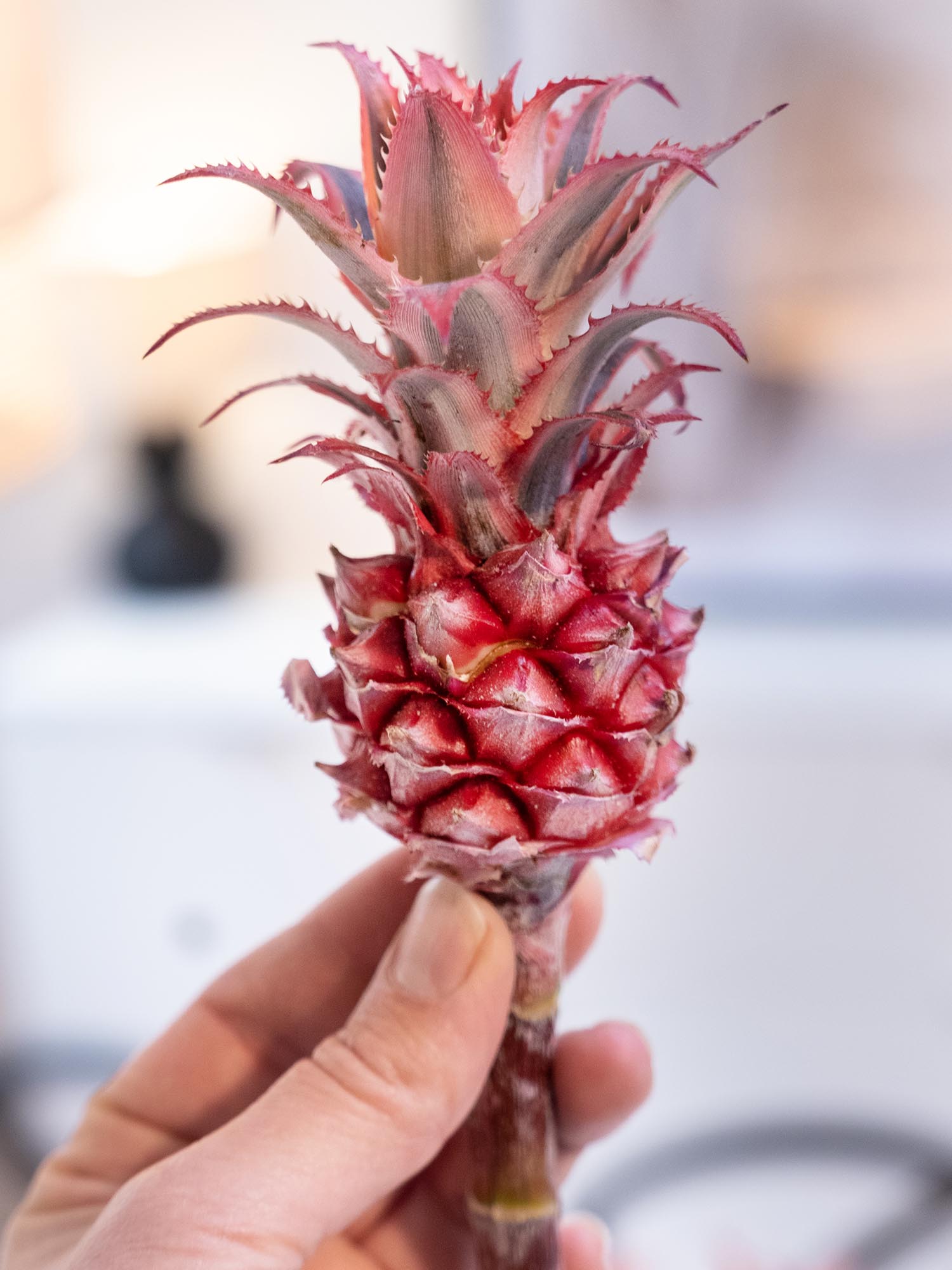 blumigo-zierananas-schnittfrucht-rot-pink-st-ck image 4